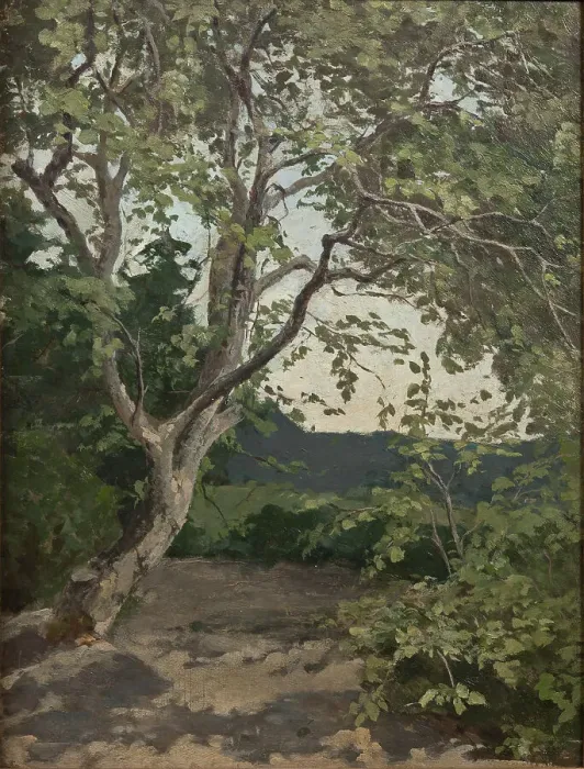 Gerahmter Druck : Ein Baum Studium, spätes 19.Jhdt., Schöpferin : Anna Nordlander
