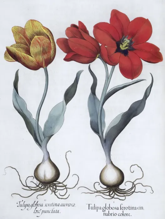 Gerahmter Druck : Tulpen, 1613 Gerahmter Druck : Tulpen, 1613