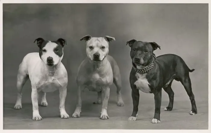 Gerahmter Druck : Fallspersonal / Staff, Bulldogge Gerahmter Druck : Fallspersonal / Staff, Bulldogge
