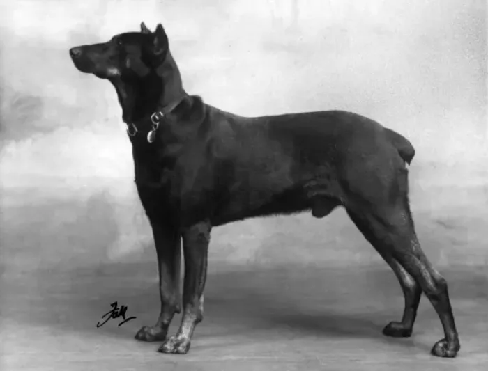 Gerahmter Druck : Dobermann, Fall 1940 Gerahmter Druck : Dobermann, Fall 1940