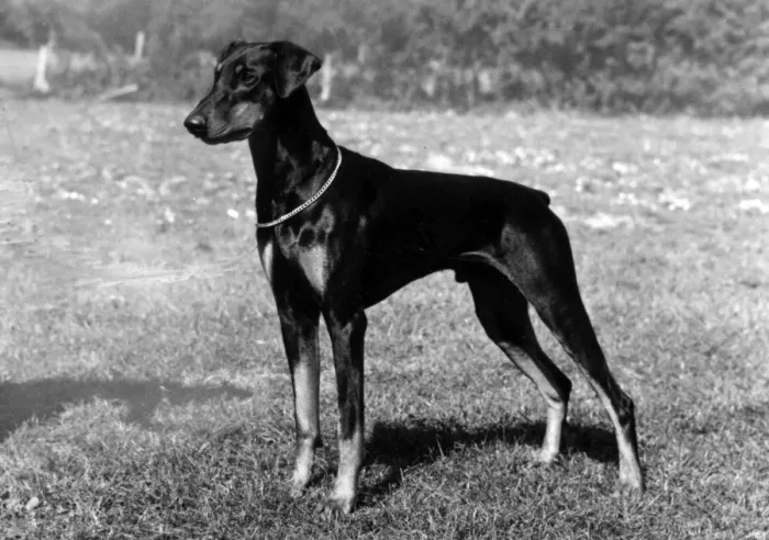 Gerahmter Druck : Rittaler / Dobermann / Dogge, 1975 Gerahmter Druck : Rittaler / Dobermann / Dogge, 1975