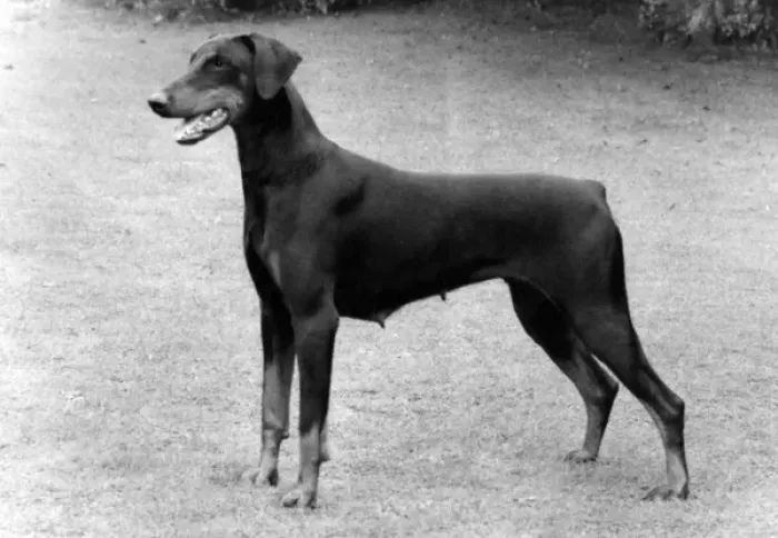 Gerahmter Druck : Dobermann, Fall 1983 Gerahmter Druck : Dobermann, Fall 1983