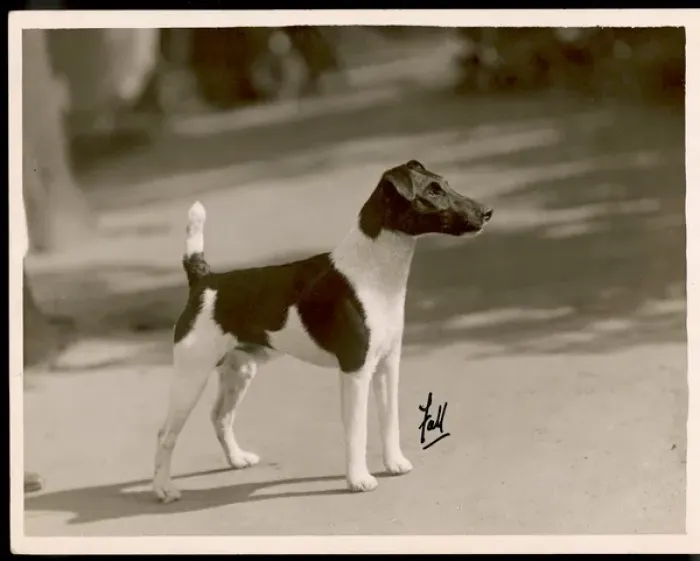 Gerahmter Druck : Fellhund / Weihenstephaner Hahn / Tafti Gerahmter Druck : Fellhund / Weihenstephaner Hahn / Tafti