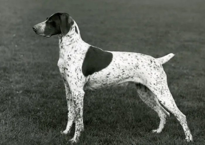 Gerahmter Druck : Fell / Deutscher Spitzhund / Jahr 1963 Gerahmter Druck : Fell / Deutscher Spitzhund / Jahr 1963