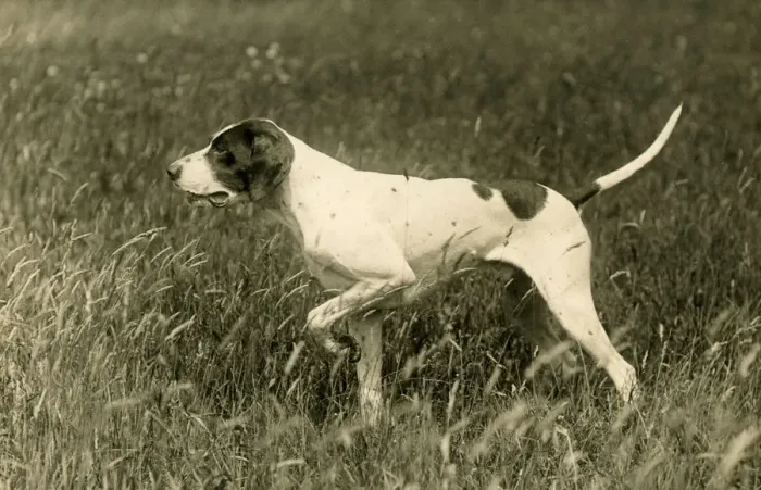 Gerahmter Druck : Fallzeiger, 1936