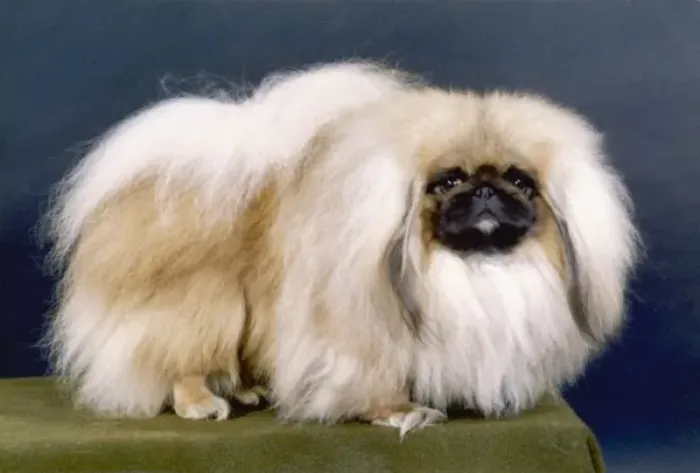 Gerahmter Druck : Pekingeser, Fall (Bis 1981)