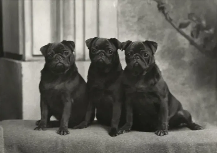 Gerahmter Druck : Fall, der Pug aus dem Jahr 1954 Gerahmter Druck : Fall, der Pug aus dem Jahr 1954
