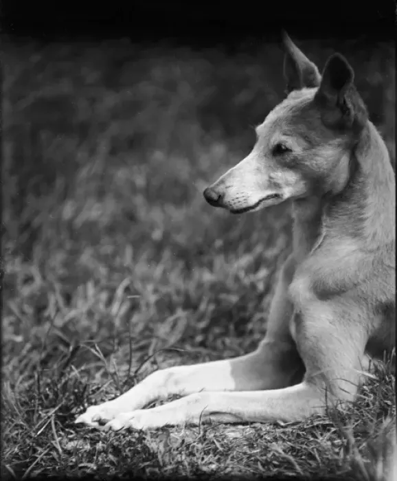 Gerahmter Druck : Der Whippet liegt im Gras Gerahmter Druck : Der Whippet liegt im Gras