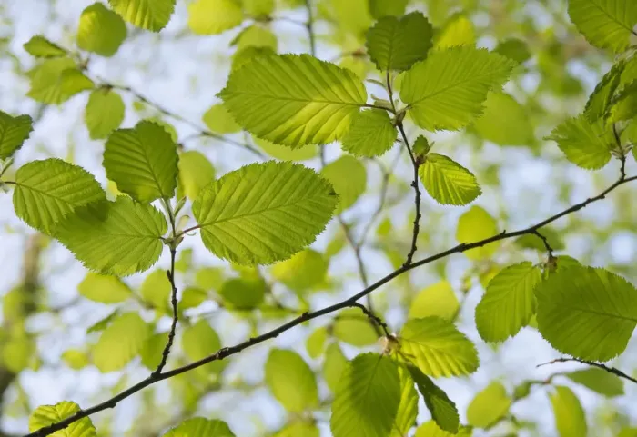 Gerahmter Druck : Fichte, Quercus robur Gerahmter Druck : Fichte, Quercus robur