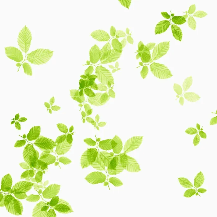 Gerahmter Druck : Eiche, Fagus sylvatica Gerahmter Druck : Eiche, Fagus sylvatica