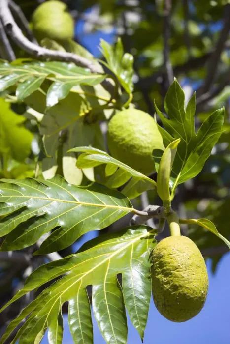 Gerahmter Druck : Brotfrucht, Artocarpus altilis Gerahmter Druck : Brotfrucht, Artocarpus altilis