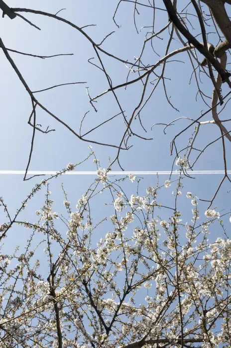 Gerahmter Druck : Kirsch, Prunus Gerahmter Druck : Kirsch, Prunus