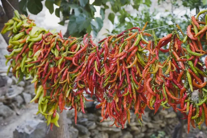 Gerahmter Druck : Chili, Capsicum annuum Gerahmter Druck : Chili, Capsicum annuum