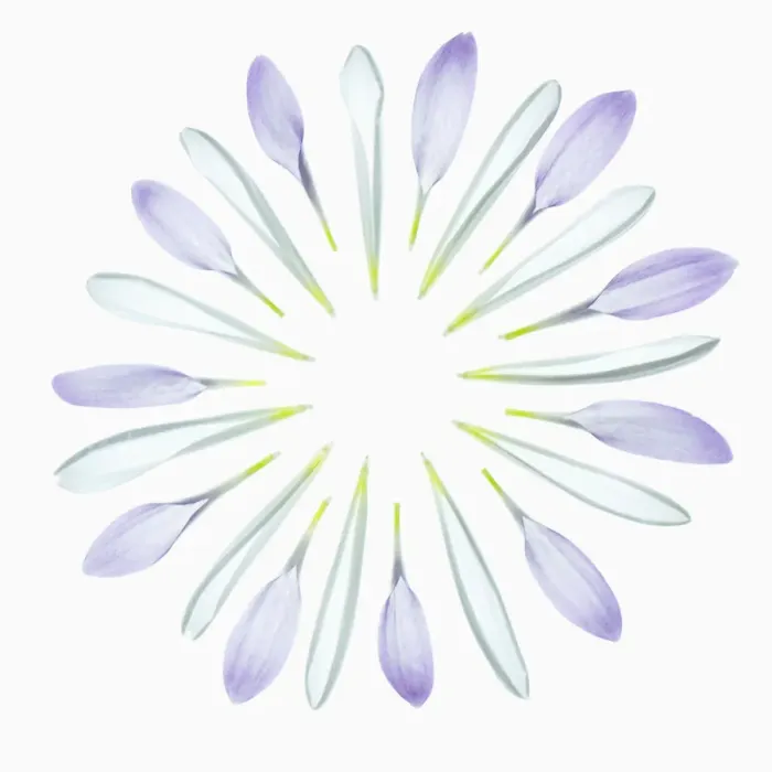 Gerahmter Druck : chrysanthemum Gerahmter Druck : chrysanthemum