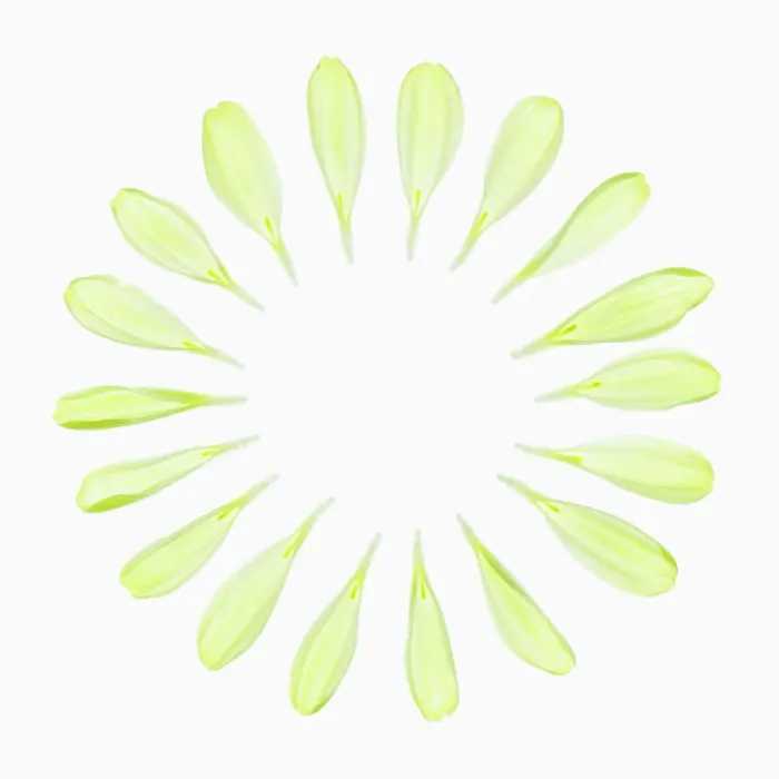 Gerahmter Druck : chrysanthemum