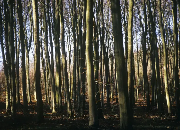 Gerahmter Druck : Fagus sylvatica Eiche Braun Thema