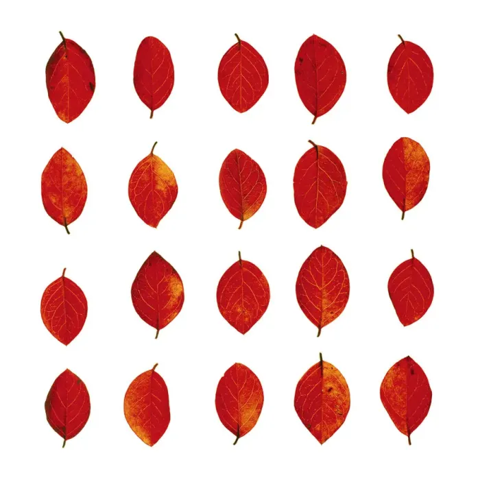Gerahmter Druck : Herbstblätter