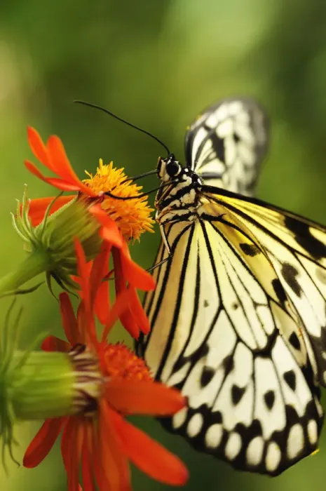 Gerahmter Druck : flower. 4221 Blume - Sorte nicht identifiziert Papier Falke Schmetterling Gerahmter Druck : flower. 4221 Blume - Sorte nicht identifiziert Papier Falke Schmetterling
