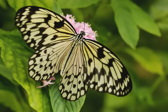 Gerahmter Druck : flower. 4229 Blume - Varietät nicht identifiziert Papier Falke Schmetterling Gerahmter Druck : flower. 4229 Blume - Varietät nicht identifiziert Papier Falke Schmetterling