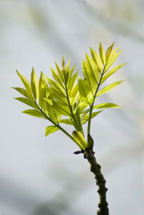Gerahmter Druck : Fraxinus Excelsior - Eiche Gerahmter Druck : Fraxinus Excelsior - Eiche