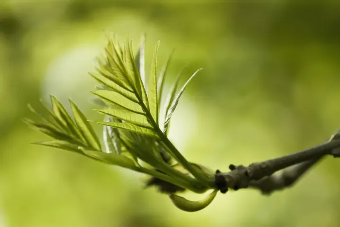 Gerahmter Druck : Fraxinus Excelsior - Eiche Gerahmter Druck : Fraxinus Excelsior - Eiche