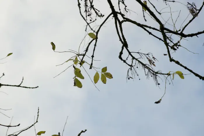 Gerahmter Druck : Fraxinus excelsior, Eiche Gerahmter Druck : Fraxinus excelsior, Eiche