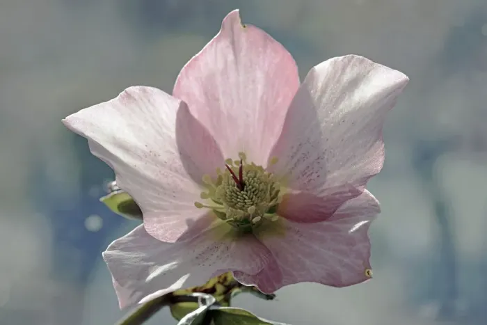 Gerahmter Druck : Hellebore. Hellbarbeere, Helliborus orientalis Hybrid Gerahmter Druck : Hellebore. Hellbarbeere, Helliborus orientalis Hybrid