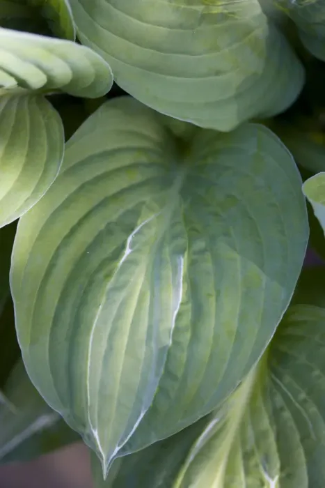 Gerahmter Druck : Hostas Stripptease Gerahmter Druck : Hostas Stripptease