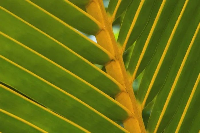 Gerahmter Druck : Palmbaum grün der Gegenstand Gerahmter Druck : Palmbaum grün der Gegenstand