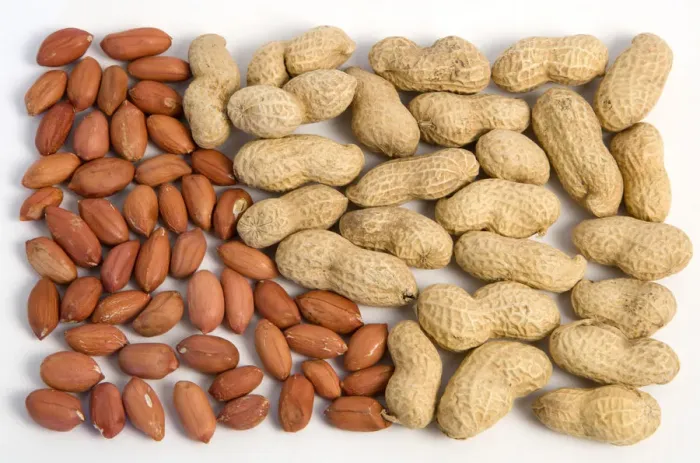 Gerahmter Druck : Kichererbsen, Arachis hypogaea Gerahmter Druck : Kichererbsen, Arachis hypogaea