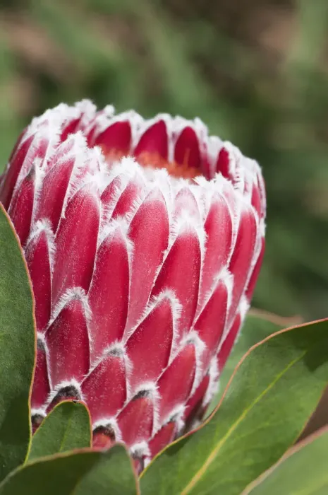 Gerahmter Druck : Proteas, Protea cynaroideus Gerahmter Druck : Proteas, Protea cynaroideus