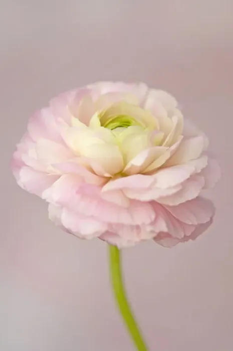 Gerahmter Druck : Ranunculus persischer Ranunkel, Ranunculus asiatisker Kultivarien Gerahmter Druck : Ranunculus persischer Ranunkel, Ranunculus asiatisker Kultivarien