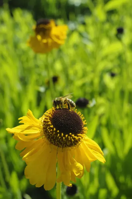 Gerahmter Druck : Helenium des Bischöps Gerahmter Druck : Helenium des Bischöps