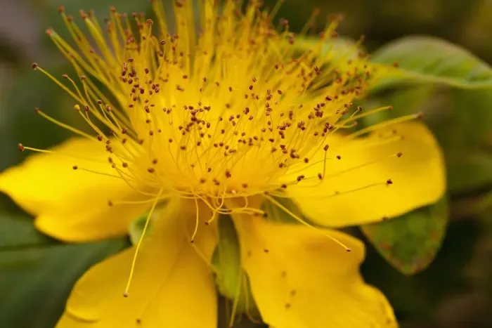 Gerahmter Druck : St Johnswort, Hypericum perforatum, Nahblick auf gelbe Blüte im Freien mit Staubfäden