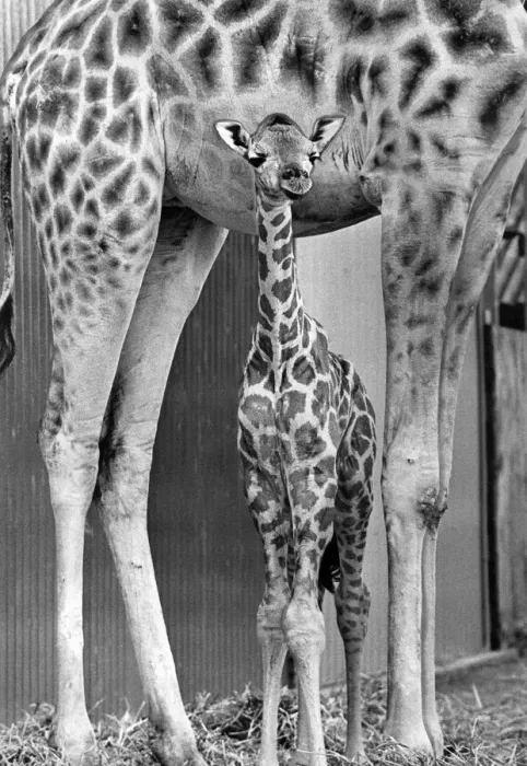 Gerahmter Druck : Ein Käfig mit einem Baby-Giraff unter seiner Mutter