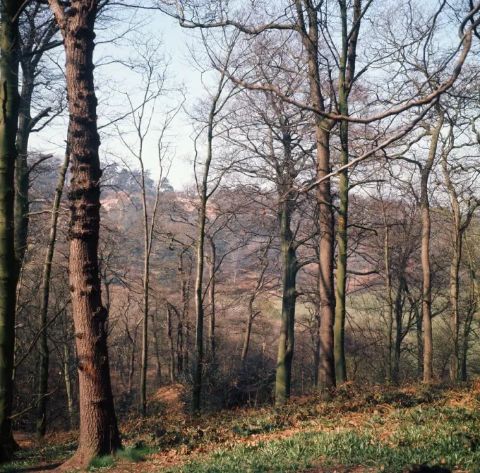 Gerahmter Druck : Alderley Edge, Cheshire - April 1974 Gerahmter Druck : Alderley Edge, Cheshire - April 1974