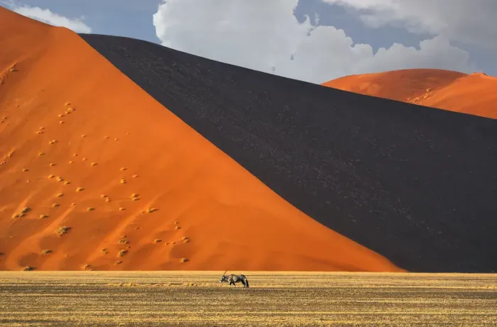 Gerahmter Druck : Gemsbok. Afrika Südliches Afrika Afrikanisch Namibia Nami-Bukluft Nationales Gerahmter Druck : Gemsbok. Afrika Südliches Afrika Afrikanisch Namibia Nami-Bukluft Nationales