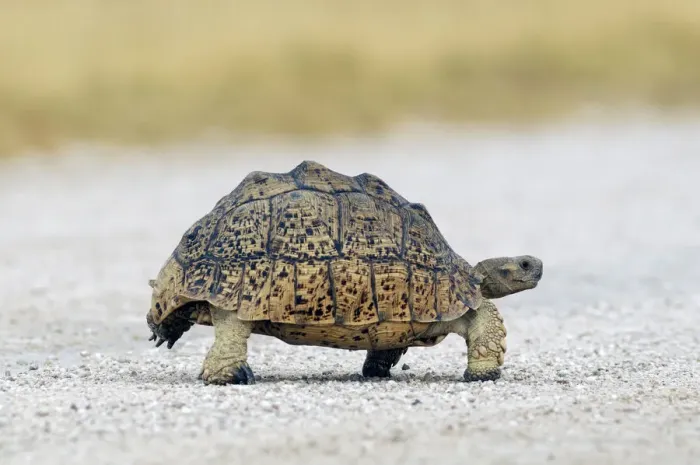 Gerahmter Druck : Tortoise. Afrikanischer Schieferkä fer (Geochelone sulcata)