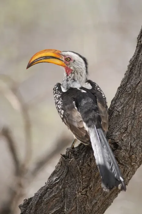 Gerahmter Druck : Travel. Südlicher Gelbfledermaulvogel (Tockus leucomelas) Gerahmter Druck : Travel. Südlicher Gelbfledermaulvogel (Tockus leucomelas)