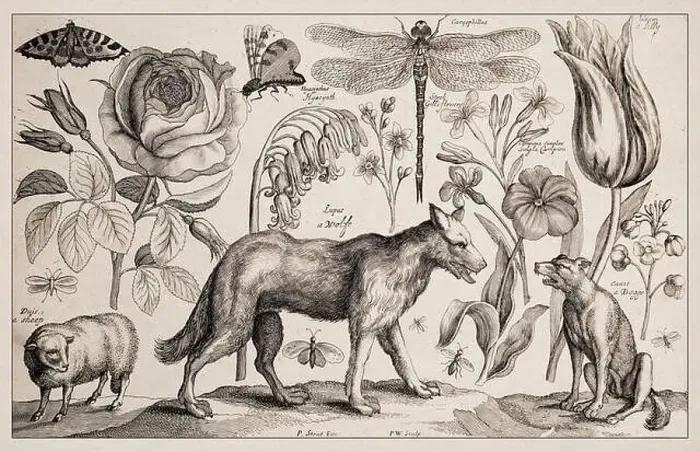 Gerahmter Druck : 1663 Radierung von Wenceslas Holle Gerahmter Druck : 1663 Radierung von Wenceslas Holle