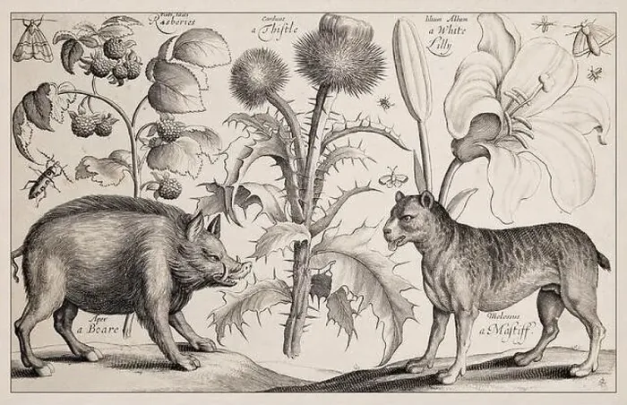 Gerahmter Druck : 1663 Radierung von Wenceslaus Hollar Gerahmter Druck : 1663 Radierung von Wenceslaus Hollar
