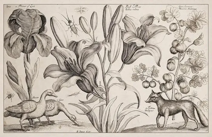 Gerahmter Druck : 1663 Radierung von Wenceslas Holle