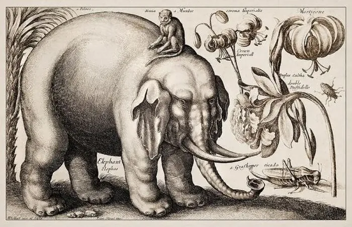 Gerahmter Druck : 1663 Radierung von Wenceslaus Hollar Gerahmter Druck : 1663 Radierung von Wenceslaus Hollar