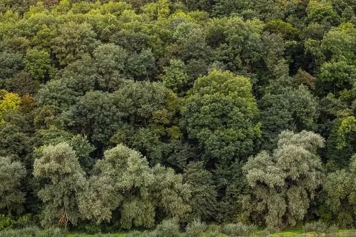 Gerahmter Druck : Luftaufnahme Kautschukbaumwald, Oberansicht von Kautschukbäumen und Blattplantage Gerahmter Druck : Luftaufnahme Kautschukbaumwald, Oberansicht von Kautschukbäumen und Blattplantage
