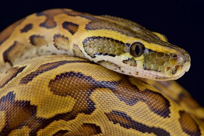 Gerahmter Druck : Afrikanischer Riesenpython (Python sebae) Gerahmter Druck : Afrikanischer Riesenpython (Python sebae)