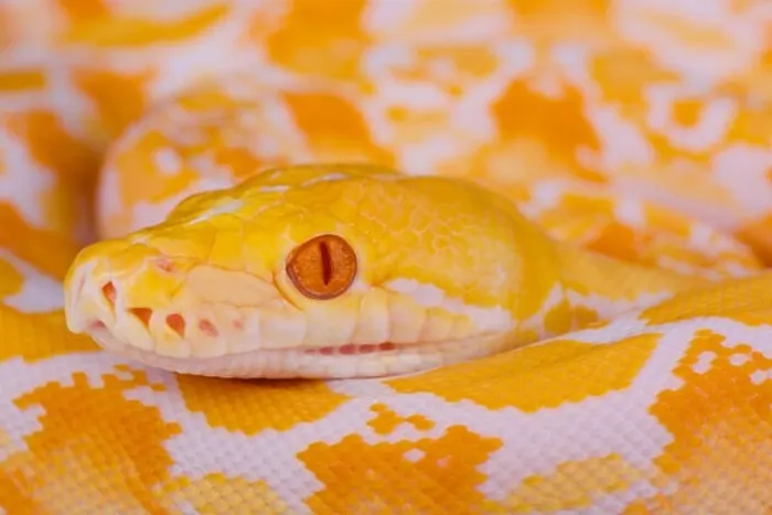 Gerahmter Druck : Reticulierter Albino-Python / Der Reticulator ist ein Pyton Gerahmter Druck : Reticulierter Albino-Python / Der Reticulator ist ein Pyton
