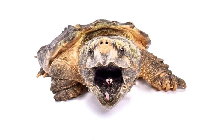 Gerahmter Druck : Krokodil-Schnapper-Turtle, Macrochelys temminckii