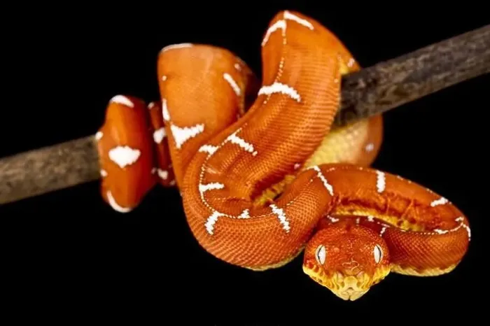 Gerahmter Druck : Basenin-Perlenbaum-Schlangenboar (Corallus batesii) Gerahmter Druck : Basenin-Perlenbaum-Schlangenboar (Corallus batesii)