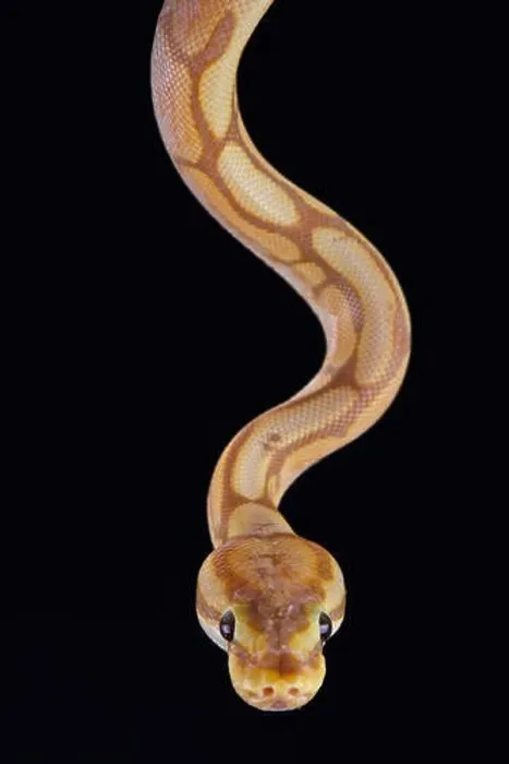 Gerahmter Druck : Ballschlange (Python regius) Gerahmter Druck : Ballschlange (Python regius)