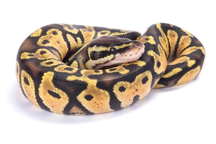 Gerahmter Druck : Ballpython, Python regius Gerahmter Druck : Ballpython, Python regius